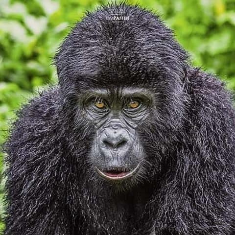 Gorilla Safari Lodge Rubuguli Exterior photo